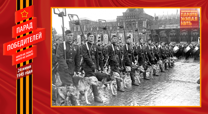 Парад Победы 24 июня 1945 года. Саперы со служебными собаками. Во время войны собаки помогали саперам разминировать объекты
