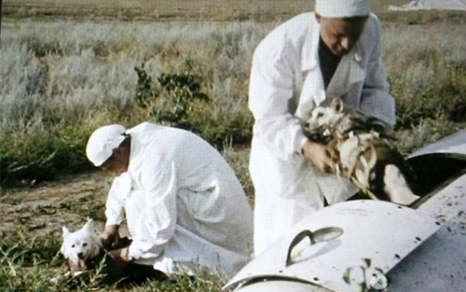 Белка и Стрелка после приземления