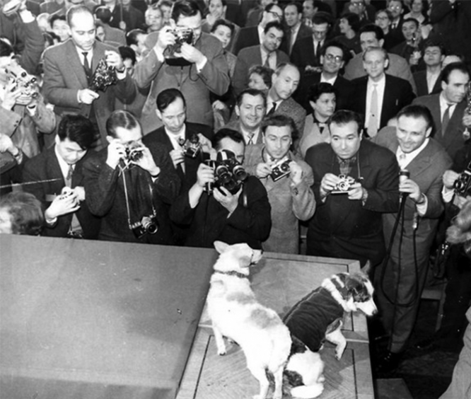 Белка и Стрелка в Акадкмии наук СССР перед журналистами. Март 1961 г.