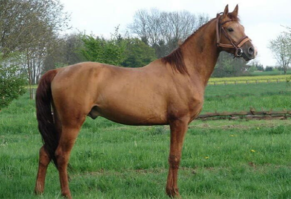 Лошадь породы «Буденновская»